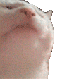 catjam.gif